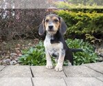 Puppy 0 Beagle