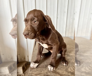 German Shorthaired Pointer Puppy for sale in WARSAW, NC, USA