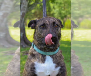 Dutch Shepherd -Unknown Mix Dogs for adoption in Ocean Springs, MS, USA