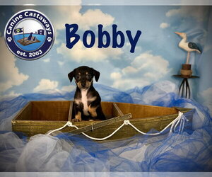 Bobby - Male Rat Terrier Dog for Adoption - Photo #3