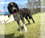 Small #6 Aussiedoodle