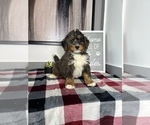 Small Photo #2 Bernedoodle (Miniature) Puppy For Sale in FRANKLIN, IN, USA