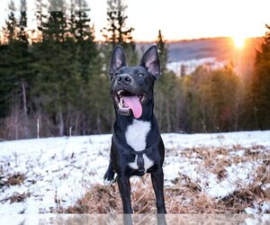 Labrador Retriever-Unknown Mix Dogs for adoption in Palatine/Kildeer/Buffalo grove, IL, USA