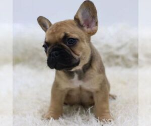 French Bulldog Puppy for sale in BOSTON, MA, USA