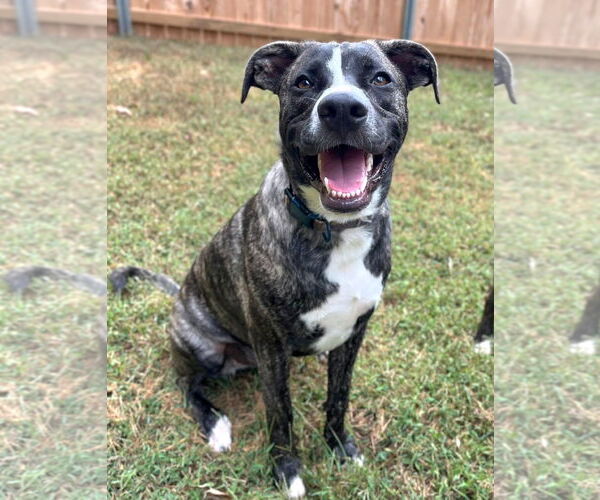 Medium Photo #3 American Staffordshire Terrier-German Shepherd Dog Mix Puppy For Sale in McDonough, GA, USA