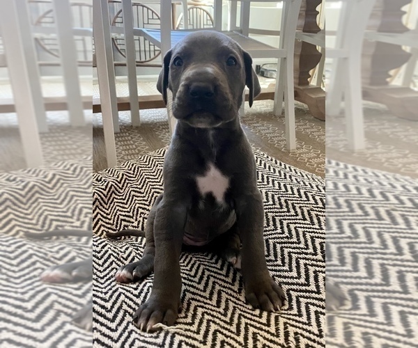 Medium Photo #6 Great Dane Puppy For Sale in RAEFORD, NC, USA