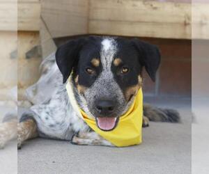 Medium Mutt