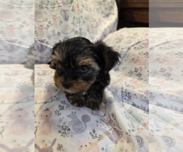 Medium Photo #17 Yorkshire Terrier Puppy For Sale in RHOADESVILLE, VA, USA