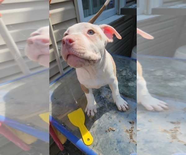 Medium Photo #5 American Bully Puppy For Sale in HARRISBURG, PA, USA