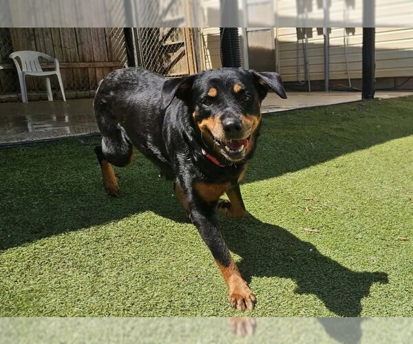 Medium Photo #2 Rottweiler Puppy For Sale in Mooresville, NC, USA
