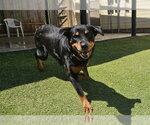 Small #1 Rottweiler