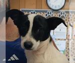 Small Miniature Pinscher Mix