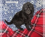 Small Photo #6 Double Doodle Puppy For Sale in LINCOLN, AL, USA