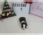 Small Photo #3 Miniature Australian Shepherd Puppy For Sale in COLLEGE STA, TX, USA