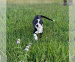 Small #6 Boston Terrier Mix
