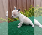 Small Photo #1 French Bulldog Puppy For Sale in ADAMS CITY, CO, USA