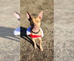 Small #14 Carolina Dog-Pharaoh Hound Mix