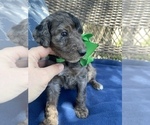 Small Photo #3 Double Doodle Puppy For Sale in FRIENDSWOOD, TX, USA