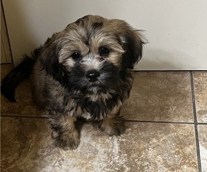 Poodle (Toy)-Shorkie Tzu Mix Puppy for sale in BENTON, AR, USA