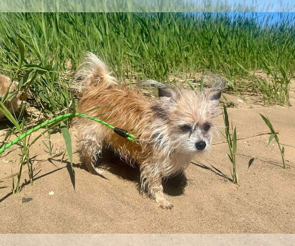 Medium Photo #5 Chihuahua-Unknown Mix Puppy For Sale in Sayreville, NJ, NJ, USA