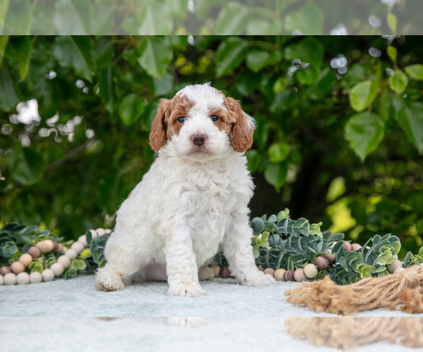 Medium Photo #26 Poodle (Miniature) Puppy For Sale in WOLCOTTVILLE, IN, USA