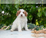 Small #4 Poodle (Miniature)