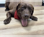 Small #5 Labrador Retriever Mix