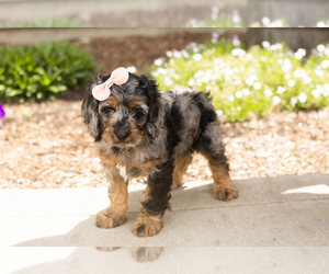 Cocker Spaniel-Poodle (Miniature) Mix Puppy for sale in MILLERSBURG, IN, USA
