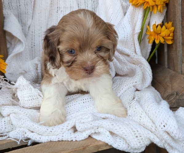 Medium Photo #1 Cock-A-Poo Puppy For Sale in GOSHEN, IN, USA
