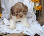 Puppy Heath Cock-A-Poo