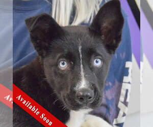 Gerberian Shepsky Dogs for adoption in Huntley, IL, USA