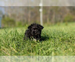 Small Photo #10 YorkiePoo Puppy For Sale in WARSAW, IN, USA