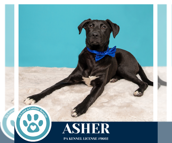 Medium Photo #9 Boxador Puppy For Sale in Kimberton, PA, USA