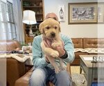 Puppy Puppy 10 Labrador Retriever