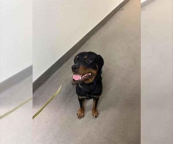 Medium Photo #1 Rottweiler Puppy For Sale in HESPERIA, CA, USA