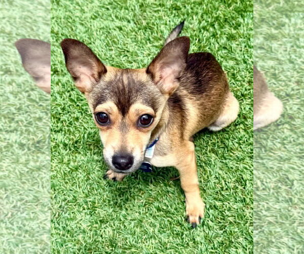 Medium Photo #7 Mutt Puppy For Sale in Corona, CA, USA