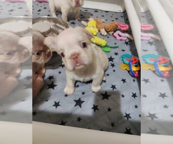 Medium Photo #32 French Bulldog Puppy For Sale in HIGHLAND VILL, TX, USA