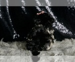 Small Photo #8 Maltipoo Puppy For Sale in WARSAW, IN, USA