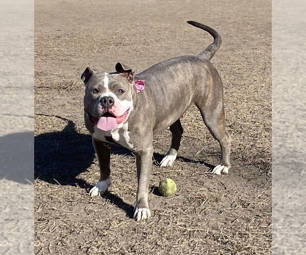 Medium Photo #4 American Bulldog-Unknown Mix Puppy For Sale in Virginia Beach, VA, USA