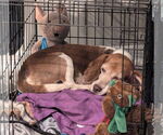 Small #5 Beagle