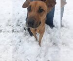 Small #1 Mutt