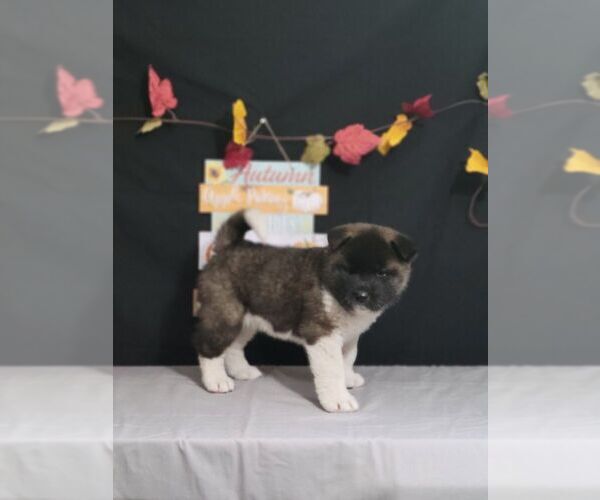Medium Photo #1 Akita Puppy For Sale in CARTHAGE, NC, USA