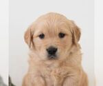 Small Golden Retriever