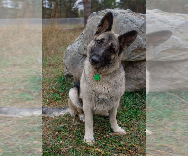 Medium Photo #25 German Shepherd Dog-Unknown Mix Puppy For Sale in Bemidji, MN, USA