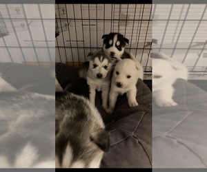Siberian Husky Puppy for sale in FLORENCE, KY, USA