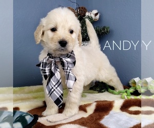 English Cream Golden Retriever-Poodle (Standard) Mix Puppy for sale in CEDAR GAP, MO, USA