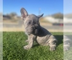Small #9 French Bulldog