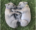 Small Photo #7 Great Dane Puppy For Sale in SALINAS, CA, USA