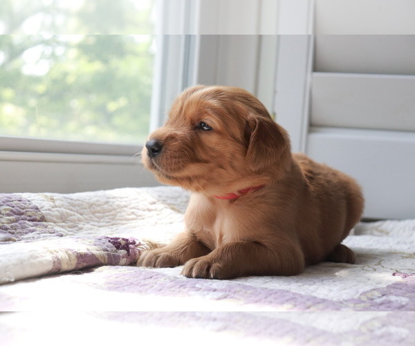 Medium Photo #2 Golden Retriever Puppy For Sale in SAN ANTONIO, TX, USA
