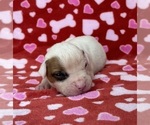 Small Photo #5 American Bulldog Puppy For Sale in PLUMAS LAKE, CA, USA